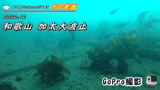 【145】和歌山 加太大波止／釣り場の水中映像 GoPro撮影