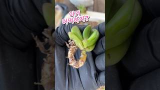 [초보다육맘]쉿 비밀요 多肉植物 たにくしょくぶつ Korean Succulent