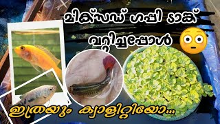 Mixed ഗപ്പി ടാങ്കിൽ ഹൈ ക്വാളിറ്റി ഗപ്പികൾ😳 | ടാങ്ക് വറ്റിച്ചപ്പോൾ | My Farming Ep#67