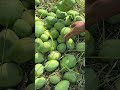 beautiful moments of mango harvesting in the mango field