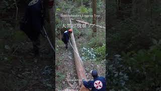 大黒柱伐採ツアー　Daikokubashira Logging Tour　#shorts　02