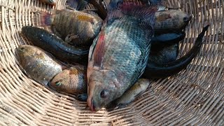 Best Fish Fishing From Tonle Sap Lake | Tonle Sap Fishing