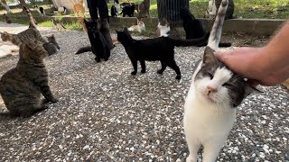 Istanbul's Cat Island - Where there are more cats than you could count