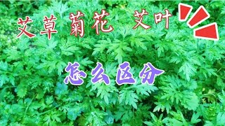 你对艾叶、艾草、菊花分不清楚吗，80后主妇教你如何分辨它们