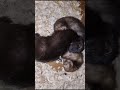 black weasel ferrets asleep