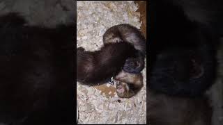 black weasel ferrets asleep