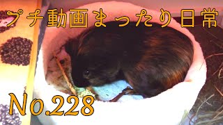 【モルモット】プチ動画 まったり日常 No.228 Relaxed daily life【kawaii guineapig】