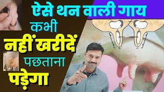 गाय खरीदना है तो थन ऐसे जांचों Cow Purchase for Dairy Tips by Ramawat