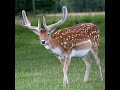 fallow deer