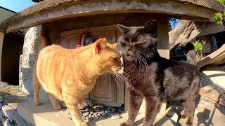 猫島の神社へ行くと、黒猫と茶トラ猫が祠の前でお出迎えしてくれた