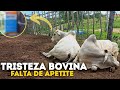 SAIBA COMO IDENTIFICAR E TRATAR A TRISTEZA BOVINA