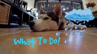 What to do With Your Dog on Rainy Days! What to do With Your Dog on Rainy Days!