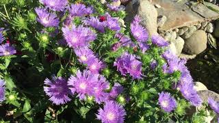 Stokesia 'Peachie's Pick' | www.gardencrossings.com