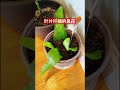 原来昙花可以用叶片这样直接扦插哦 谢谢朋友为我扦插的昙花