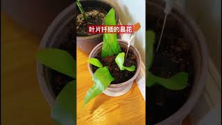 原来昙花可以用叶片这样直接扦插哦 谢谢朋友为我扦插的昙花