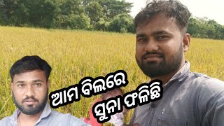 ଆମ ବିଲରେ ସୁନା ଫଳିଛି//odia vlog//village life//Jay Jagannath 🙏//family vlog//psm happy boy