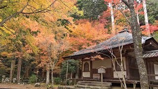 京都 高山寺と西明寺の紅葉　Kyoto Kozan-ji  Saimyoji Temple