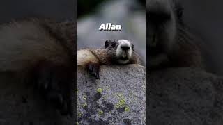 ALLAN MARMOTA