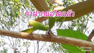 กาฝากสตอรีกับน้าเล็ก#19:กาฝากยอ เริ่มโตมีรากออกแล้ว