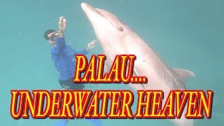 Palau Underwater Heaven