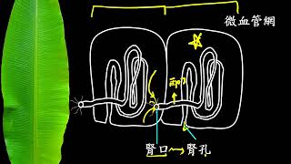 10601高三選修生物ch8 2 02動物的排泄系統 環節動物的腎管三廉