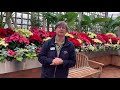 poinsettia a botanical holiday tradition