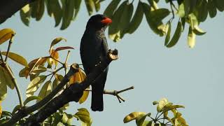 Dollarbird call