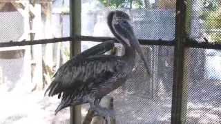 Surgery saves brown pelican whose pouch was cut open