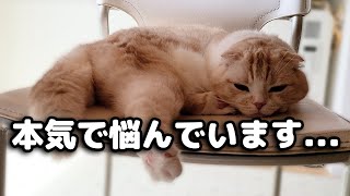 １年間黙ってた猫の困った行動に悩んでいます...