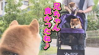 怪我の翌日はみんなが喜んだ日♪兄妹柴犬も大喜び♪