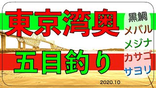 東京湾奥五目釣り　暁ふ頭公園　若洲海浜公園　黒鯛　メバル　メジナ　サヨリ　いろいろ釣れたよ