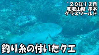 釣り糸の付いたクエ（’２０年１２月　和歌山県串本）