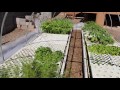 backyard aquaponics tour and urban farm updates