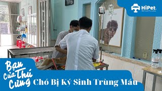 Chó Bị Ký Sinh Trùng Máu-HiPet