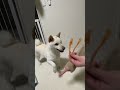 おやつがもらえるならなんだってしちゃう柴犬 shorts 柴犬 白柴 shibainu かわいい犬 犬