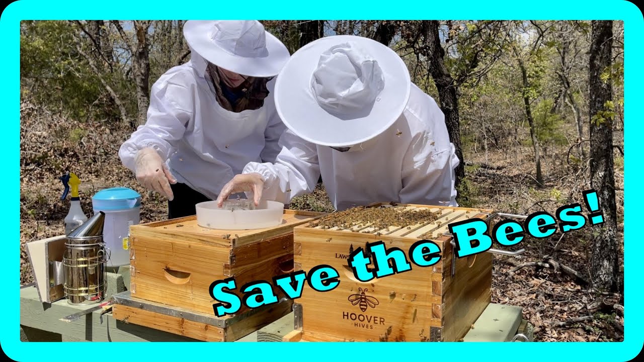 Surviving Winter - Honeybees - YouTube