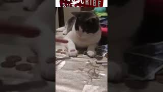 Best Funny Animal Videos 2022 🐴 - Funniest Dogs And Cats Videos 😁🙈😺😍 #8 #cat #short #animals #dog