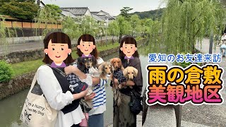 雨の倉敷美観地区でオフ会をしたよ！ ミニチュアダックスフンド 多頭飼い ３歳／１歳【ちゃんねるナッツ】vol.233