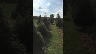 Christmas tree Speed trimming in seconds