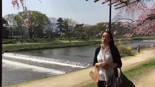 KYOTO 京都 鴨川沿いの桜🌸2017年4月