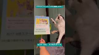 9\\17（火）　9:00スタートクラウドファンディングに挑戦致します。飼い主のいない猫、250頭の無料不妊去勢手術を実施します。