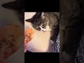 【衝撃】エビを嗅いだ猫さん…