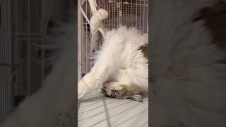 寝相がすごい猫　#shorts #cat #猫 #猫動画 #ねこのいる生活 #癒し #ラグドール #ラガマフィン #かわいい #長毛種 #日常#ねこ#youtubeshorts#video#vlog