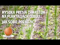 Wysoka presja chwastów na plantacjach cebuli. Jak sobie poradzić?