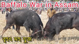 Baffalo War 😱 বৃহৎ গৰলীয়া মহ যুজ 🥰 Famus baffalo War in Assam