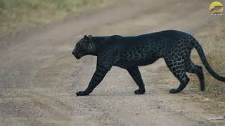 Rare Black Leopard Sighting: Incredible Footage of a Majestic Panther in the Wild