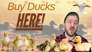 Where to Buy the Cheapest Ducklings Online in 2025: 6 Hatcheries Compared!