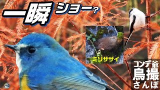 コンデジ鳥撮散歩　ミソサザイ一瞬　瑠璃のルリビタキ　兵庫県・北播磨