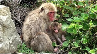 Izu-47 Wild Monkeys' Paradise 野猿の楽園  伊豆-47    南伊豆町波勝崎