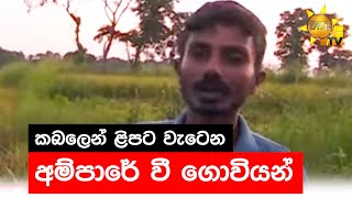 කබලෙන් ළිපට වැටෙන අම්පාරේ වී ගොවියන් - Hiru News